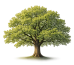 Gravlee Family Foundation